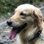 HAZEL | GOLDEN RETRIEVER - @haz_el17 - Instagram