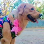 Hazel | Golden Retriever 😎 - @mesmerizing._.hazel - Instagram