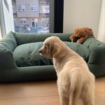 Hazel | Golden retriever 🦮 - @exploringwithhazel - Instagram
