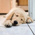 Hazel || Golden Retriever 🐾 - @hazel.thegoldenpaw - Instagram