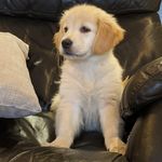 HAZEL | Golden Retriever | - @lifeofhazelinanutshell - Instagram