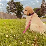 Hazel ♥️ Golden Retriver - @hazelgoldenretriver - Instagram