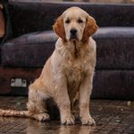 HAZEL | The Golden Retriever - @hazel_goldenretriever - Instagram