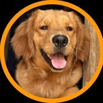 Hazel | The Golden Retriever - @hazel_thegoldenfluff - Instagram