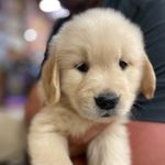 Hazel | the golden retriever - @goldendayswithhaze - Instagram