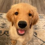 Hazel | The Golden Retriever - @hazel_golden_nugget - Instagram