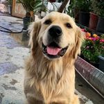 Hazel - @golden_.hazel - Instagram