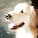 Hazel goldenretriever - @hazelgolden_retriever - Instagram