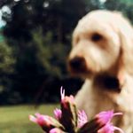 Hazel - @hazel.goldendoodle1 - Instagram