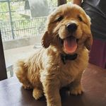 Hazel - @hazel.the.golden.nut - Instagram