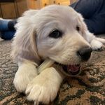 Hazel - @hazel_belle_golden - Instagram
