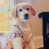 Hazel - @hazel_golden - TikTok