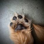 💗🐾Hazel🐾💗 - @hazel_golden_retriever - Instagram