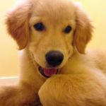 Hazel - @hazel_goldengirl - Instagram