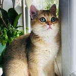 Hazel - @hazel_goldenshell - Instagram
