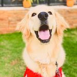 Hazel - @hazel_goldentales - Instagram