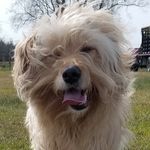 Hazel - @hazel_the_goldendoodle - Instagram