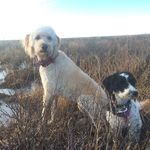 Hazel - @hazelgoldendoodle - Instagram
