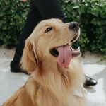 Hazel • The Golden Retriever - @goldenlifeof.hazel - Instagram