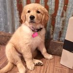 Hazel The Golden - @goldenhazelnut - Instagram