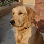 Hazel the golden - @hazelgoldenlife - Instagram