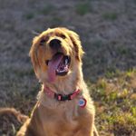 Hazel the Golden - @hazelthegoldenretriever2023 - Instagram