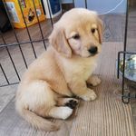 Hazel. the golden dox - @hazel.thefeisty - Instagram