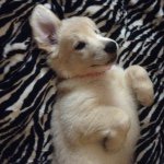 Hazel The Golden Girl - @hazel.golden - Instagram