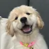 Hazel the Golden Girl - @hazelthegoldengirl - TikTok