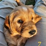 Hazel the Golden Irish - @hazelgoldenirish - Instagram