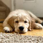 Hazel 🐾The Golden Retriever🐾 - @hazel.the.goldenpuppy - Instagram