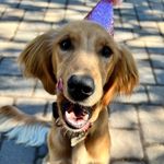Hazel the Mini Golden - @hazel.theminigolden - Instagram