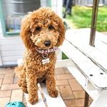 Hazel the mini Groodle - @hazel_the.golden.groodle - Instagram