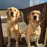 Jettson & Hazel | Golden Retrievers - @jettsonandhazel - Instagram