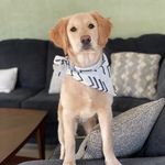 Mellie & Hazel / Golden Retrievers ♥ - @goldengirlsofmaine - Instagram