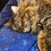 Hazel Grace - @hazel_grace_official - TikTok