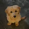 Hazel Grace - @hazelgrace.goldendoodle - TikTok