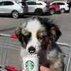 Hazel Grace - @hazelgracetheaussie - TikTok