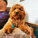 Hazel Graham - @hazel_the_redcockapoo - Instagram