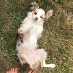 Hazel Graham :-) - @hazelthepupper_ - Instagram
