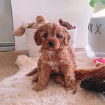 Hazel - @miss_hazelgraham - Instagram
