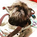 Hazel Guthrie - @hazel_thebrusselsgriffon - Instagram