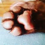 GG🐱, Hazel🐱, Hadley🐶, Shadow🐶 - @white_house_zoo - Instagram