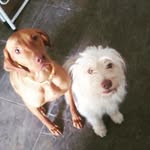 hazel_hadley - @hazel_and_hadley - Instagram