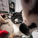 Hazel - @hazelhadleycat - Instagram