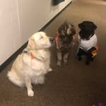 Winston, Tucker, Blue, Hazel Mae, & Hadley - @the.5.therapists - Instagram