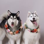HAZEL & HALEY - @hazelgirlthehusky - Instagram
