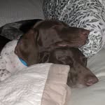 Hazel and Hank - @hazel.and.hankel - Instagram