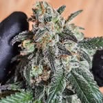 Hazel Hank Murphy - @hazelhanksdank - Instagram