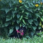 Hazel Hanks - @hazel_ethel_haze - Instagram
